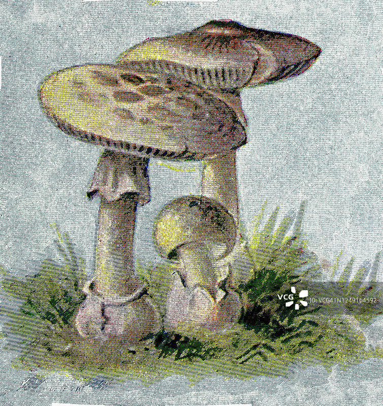 有毒真菌蘑菇古版画图片素材