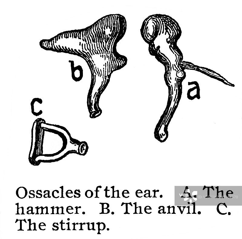 人耳及听小骨古版画图片素材