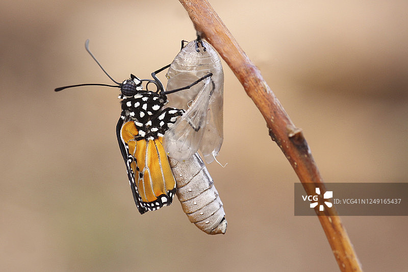 butterfly emerging from cocoon图片素材