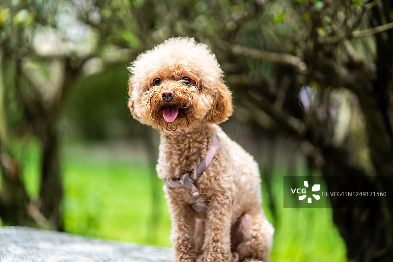 公园里可爱的贵宾犬图片素材