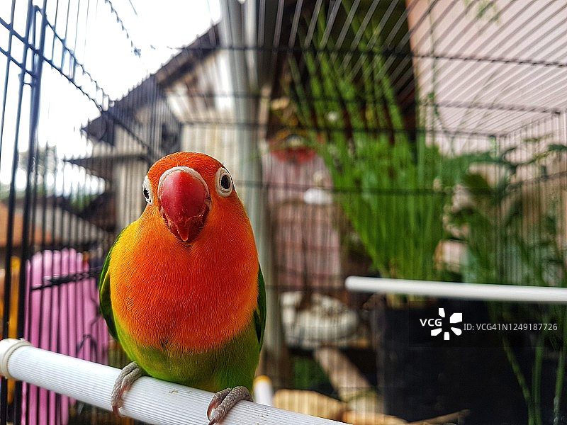 费氏情侣鹦鹉图片素材