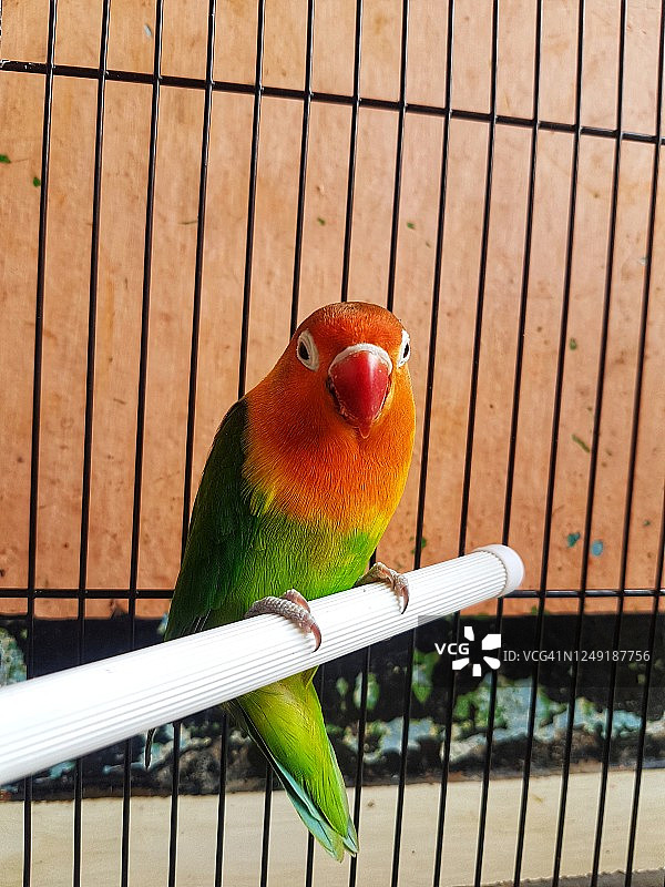 长尾小鹦鹉图片素材