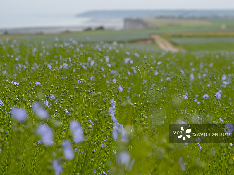 法国诺曼底地区亚麻蓝色花田图片素材