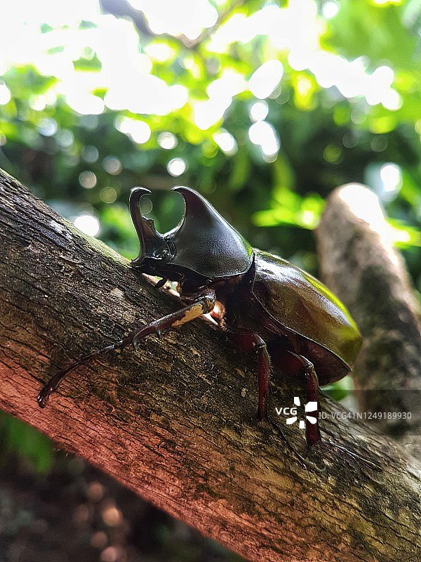 树干上的兜虫图片素材