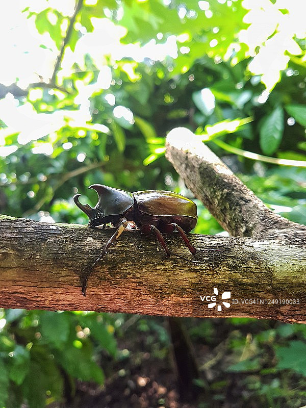 犀牛甲虫图片素材