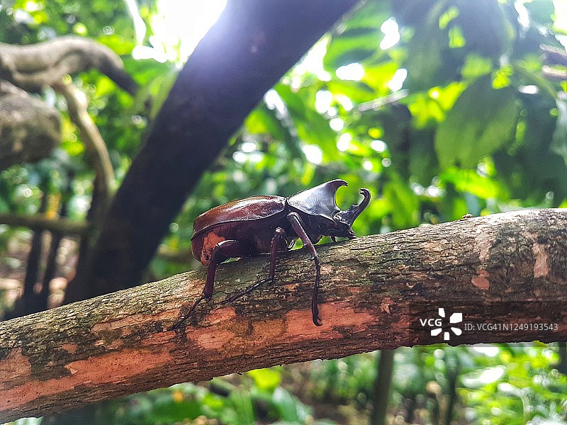 犀牛甲虫图片素材
