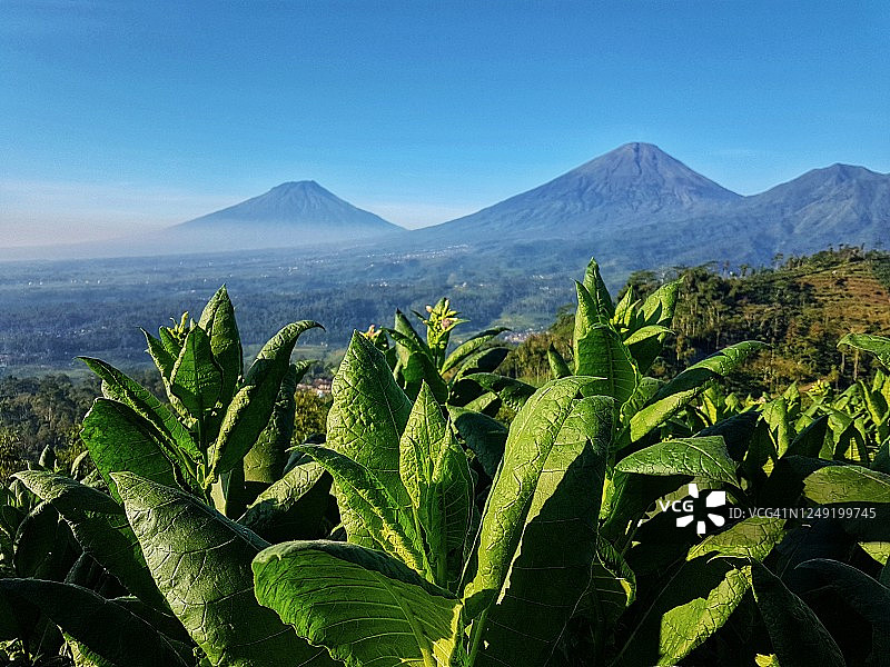 烟草植物特写图片素材
