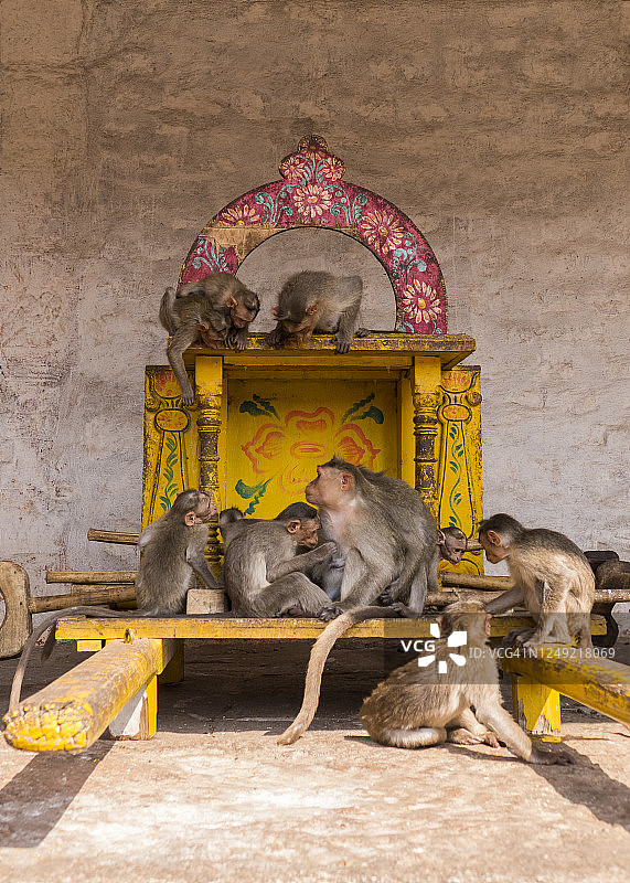 汉皮印度维鲁帕克沙神庙里的长尾叶猴图片素材