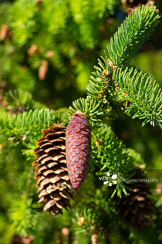新旧云杉球果图片素材