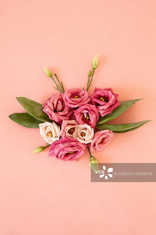粉红色背景上带有绿叶的娇嫩玫瑰图片素材