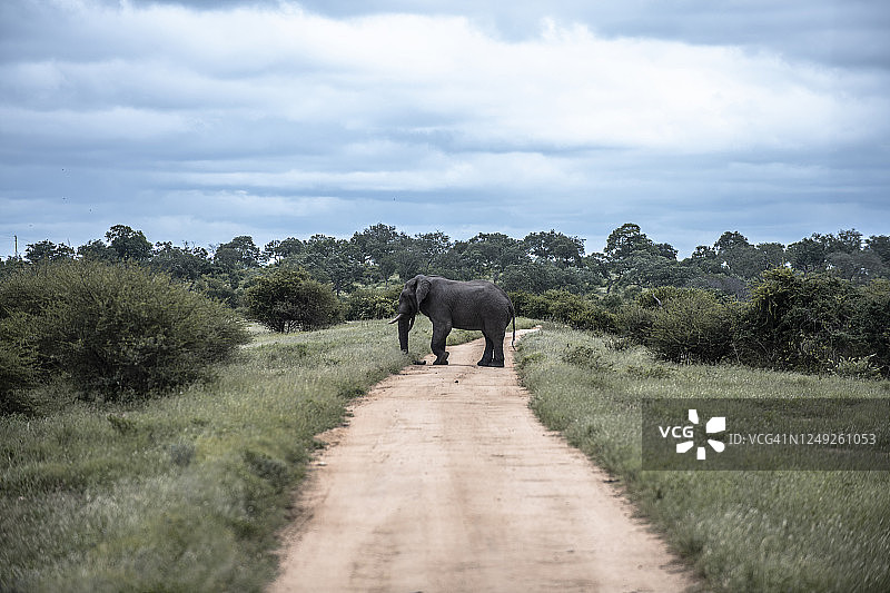 克鲁格国家公园图片素材