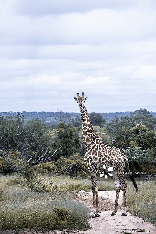 克鲁格国家公园图片素材