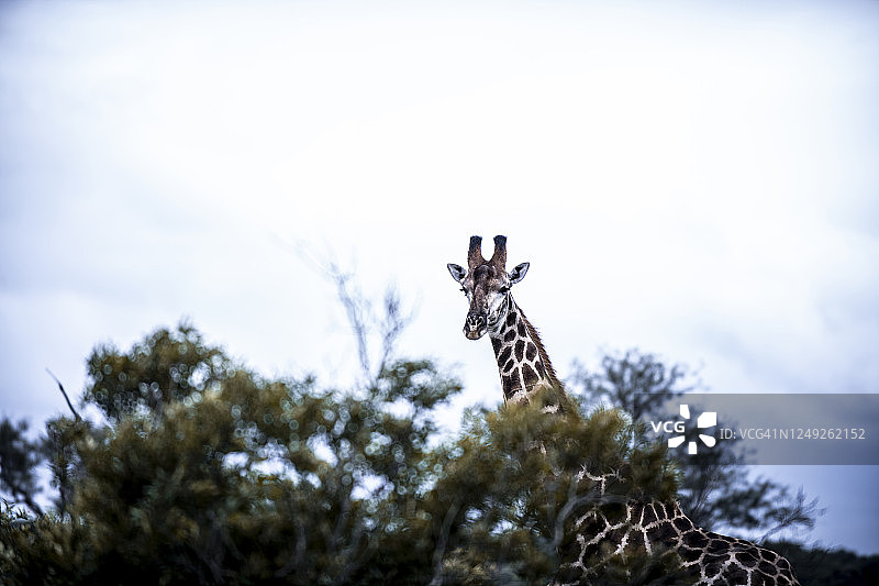 克鲁格国家公园图片素材