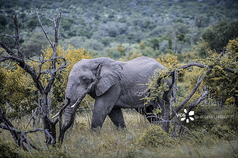 克鲁格国家公园图片素材