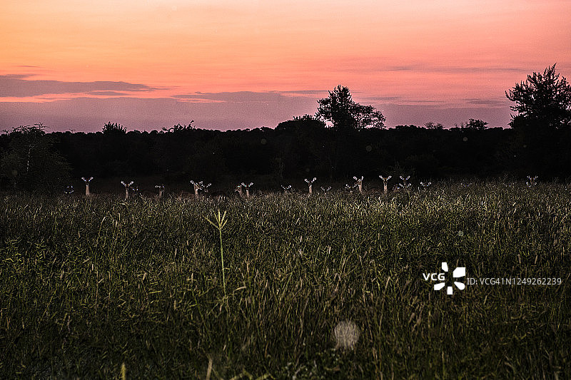 克鲁格国家公园图片素材