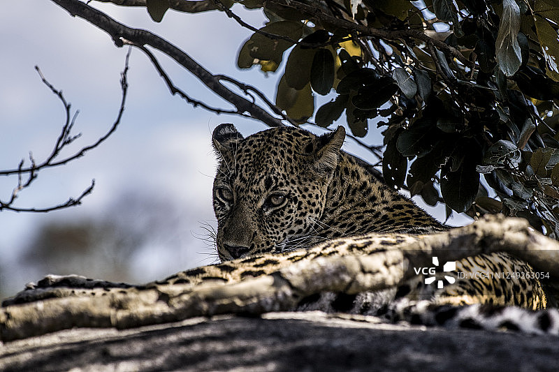 克鲁格国家公园图片素材