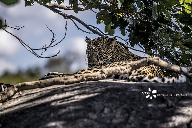 克鲁格国家公园图片素材
