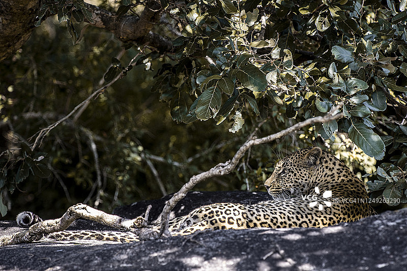 克鲁格国家公园图片素材