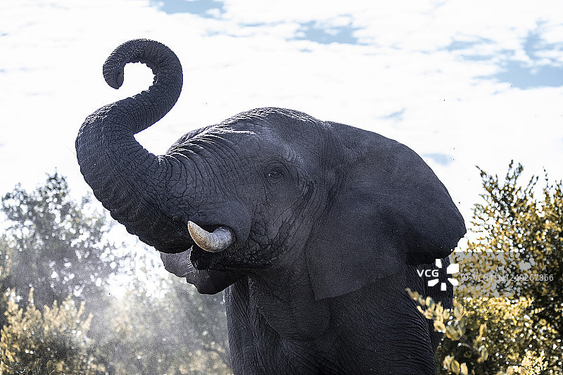 克鲁格国家公园图片素材