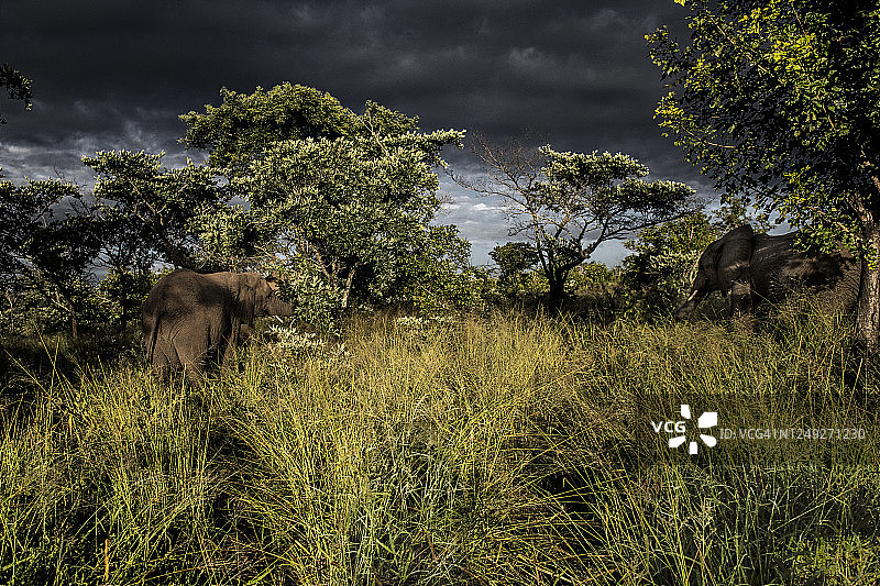 克鲁格国家公园图片素材
