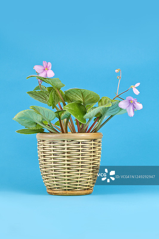 紫色非洲紫罗兰图片素材