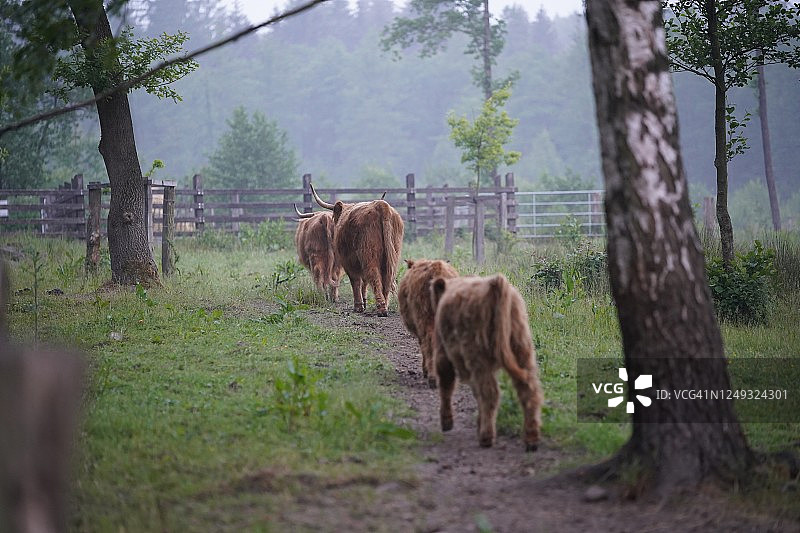 森林里的牛图片素材