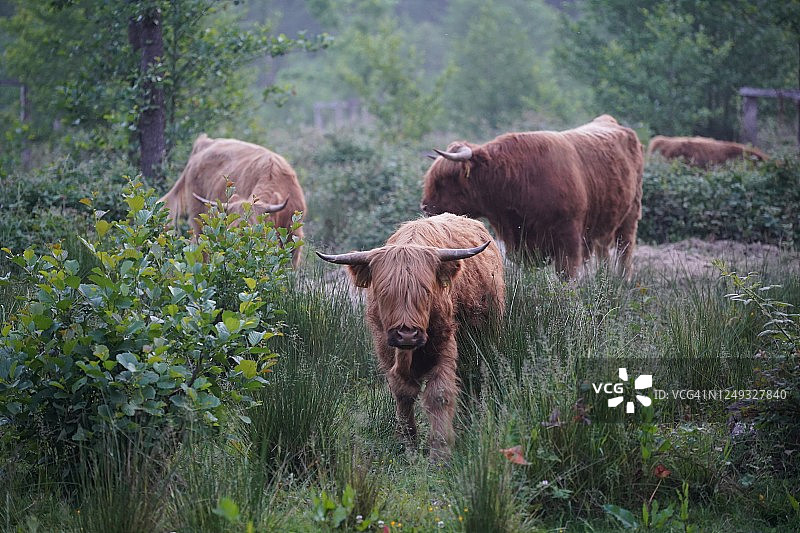 森林里的牛图片素材