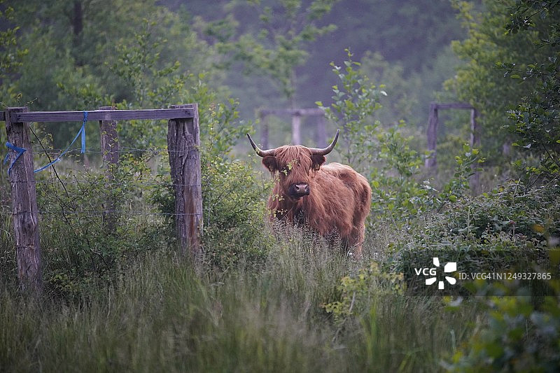 森林里的牛图片素材