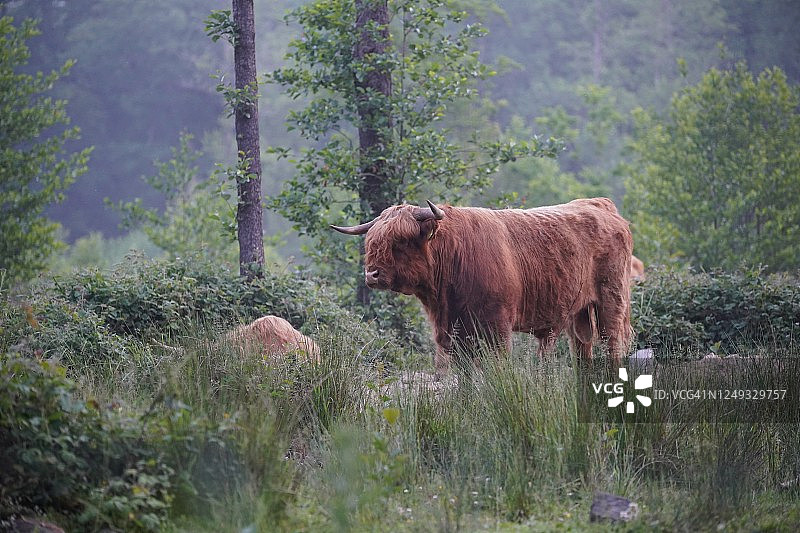 森林里的牛图片素材