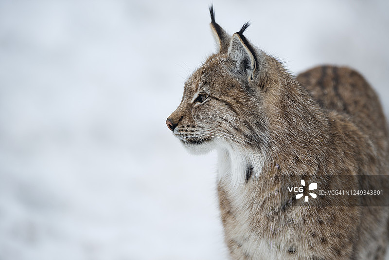 挪威雪中的欧亚猞猁图片素材
