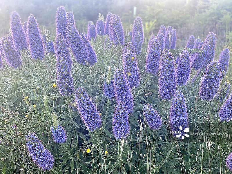 来自马德拉岛的马卡罗科图片素材