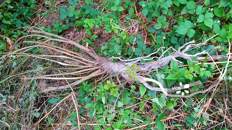 连根拔起的灌木图片素材