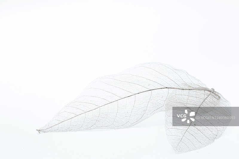 白色桌子上的两片叶子骨架图片素材