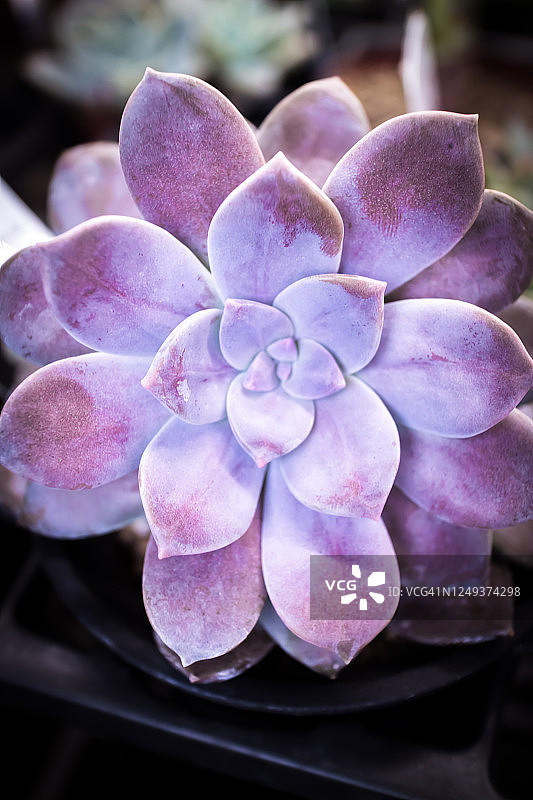 拟石莲花特写图片素材