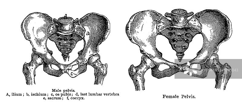 人类男女骨盆老式雕刻插图图片素材