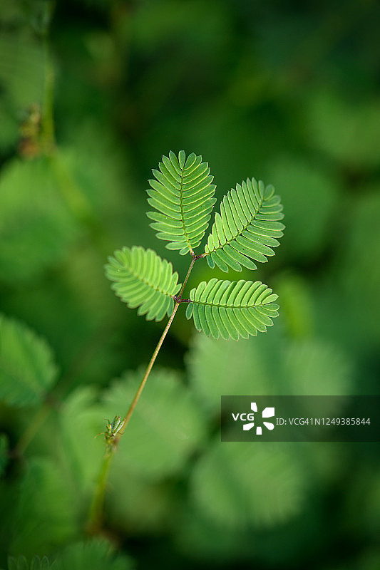 含羞草图片素材