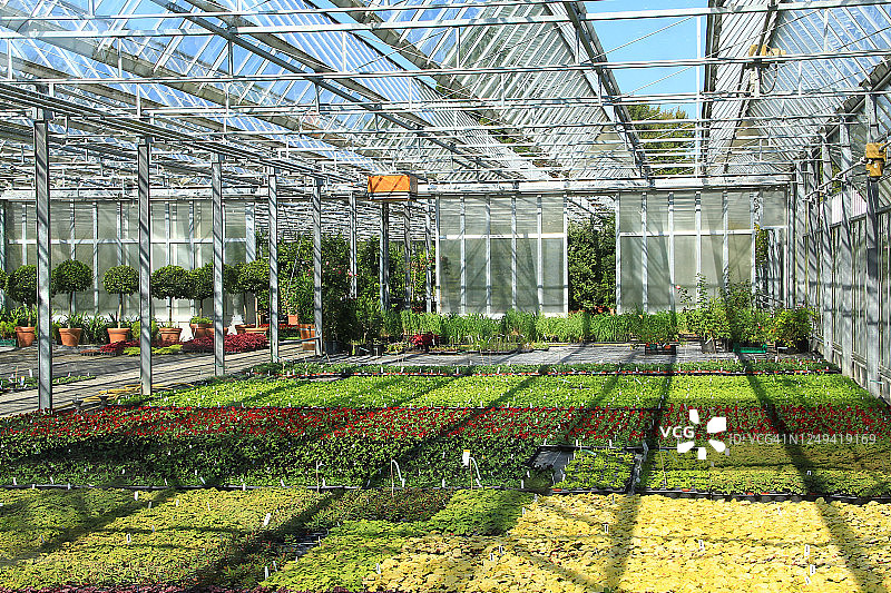 温室中的各种幼苗图片素材