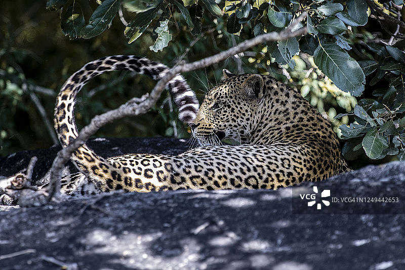 克鲁格国家公园图片素材