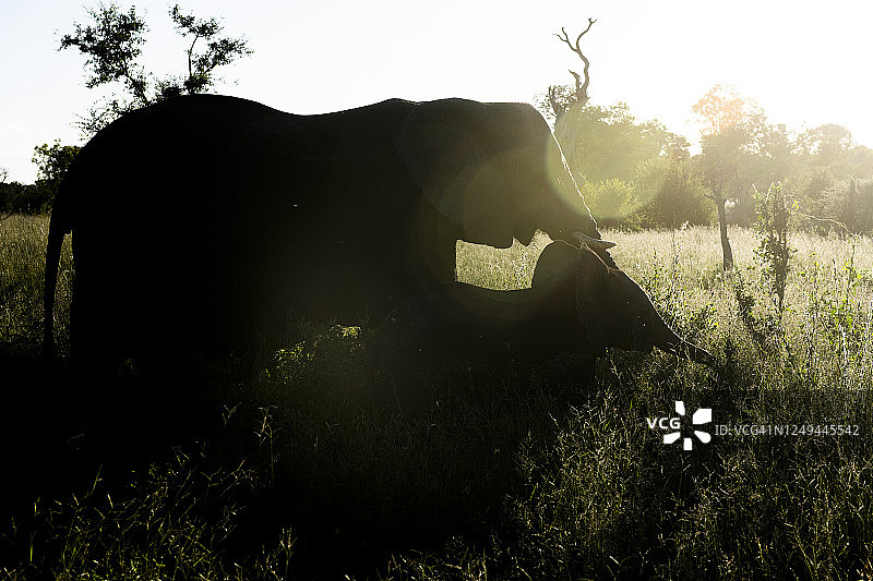 克鲁格国家公园图片素材