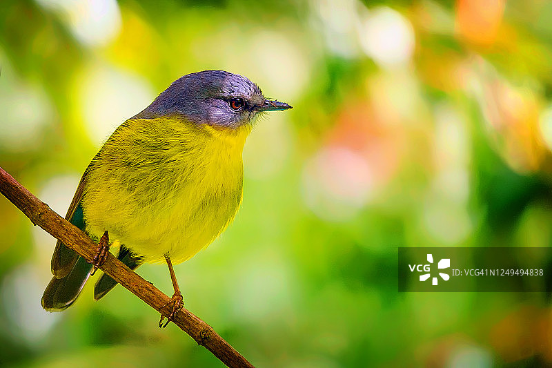 澳洲东黄知更鸟图片素材