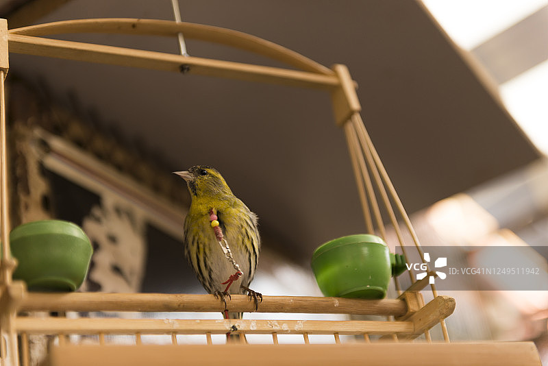 万商市场上用皮带拴着的画眉鸟图片素材