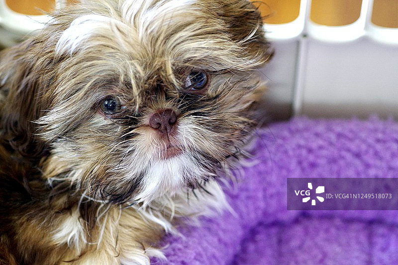 板条箱里的小西施犬幼犬图片素材