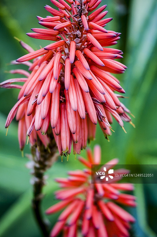 南非，芦荟植物图片素材