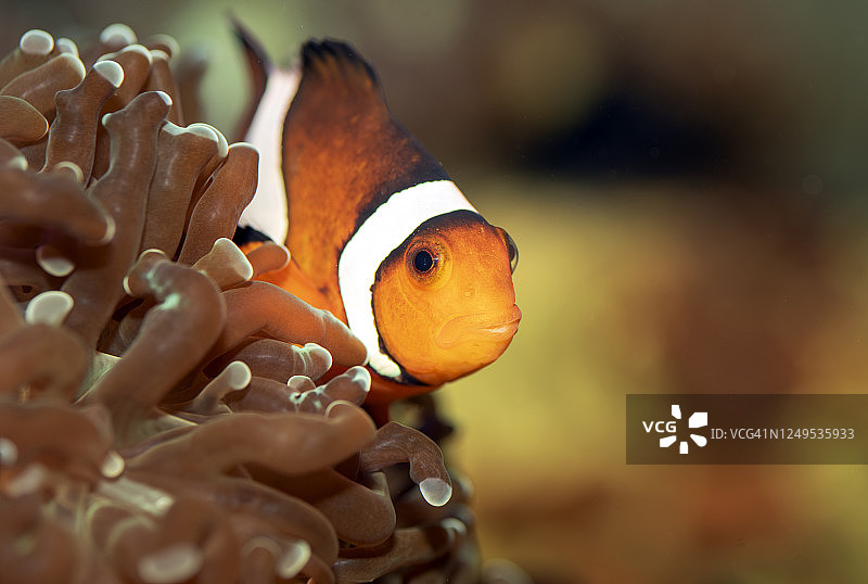 小丑鱼图片素材