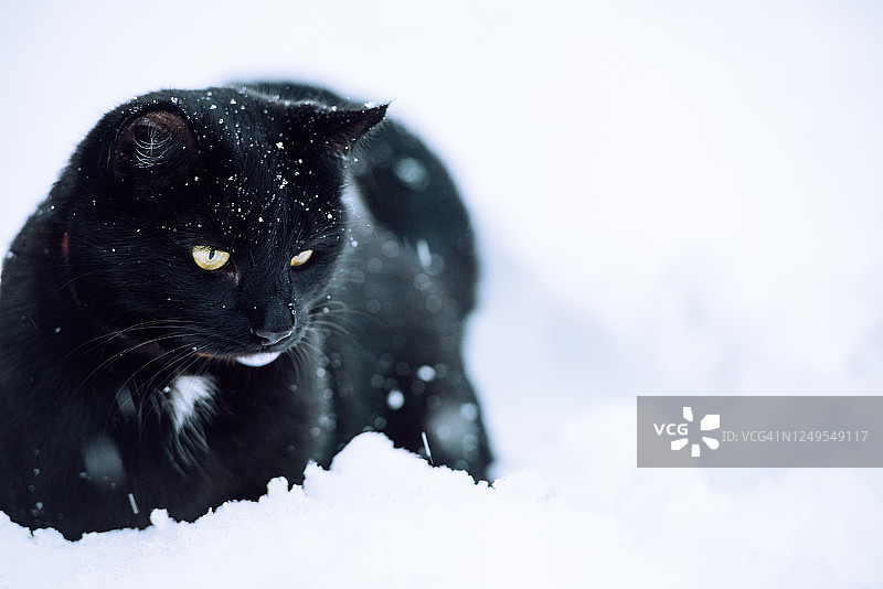 雪地车图片素材