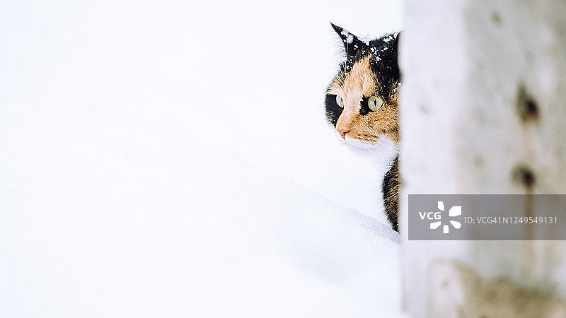猫视角图片素材