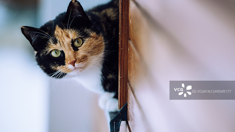 猫的视角图片素材