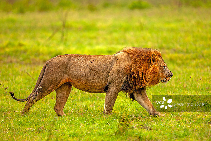 一只成年雄狮（Panthera leo）在平原上行走图片素材