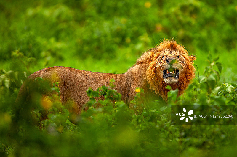 雄狮（Panthera leo）对着镜头咆哮的特写图片素材