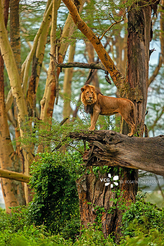 成年雄狮站在森林树枝上的竖版照片图片素材